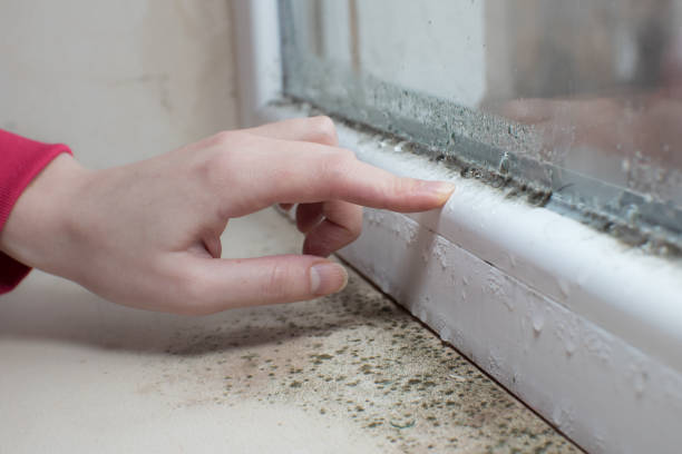 Best Industrial Mold Remediation  in Placitas, NM