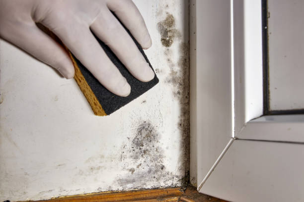 Best Mold Prevention Services  in Placitas, NM