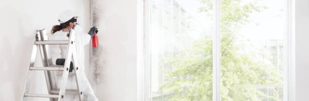 Best Black Mold Removal  in Placitas, NM